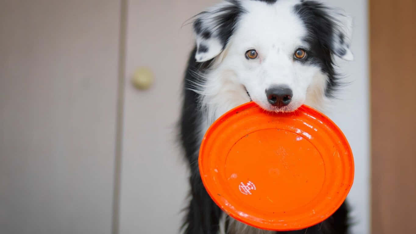 Enjoying The Summer Heat With Frisbee