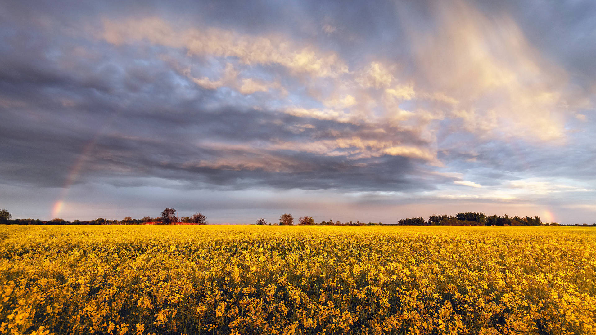 4K Sky Rapeseed Field With Rainbow Wallpaper