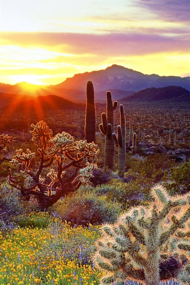 Arizona 640 X 960 Wallpaper