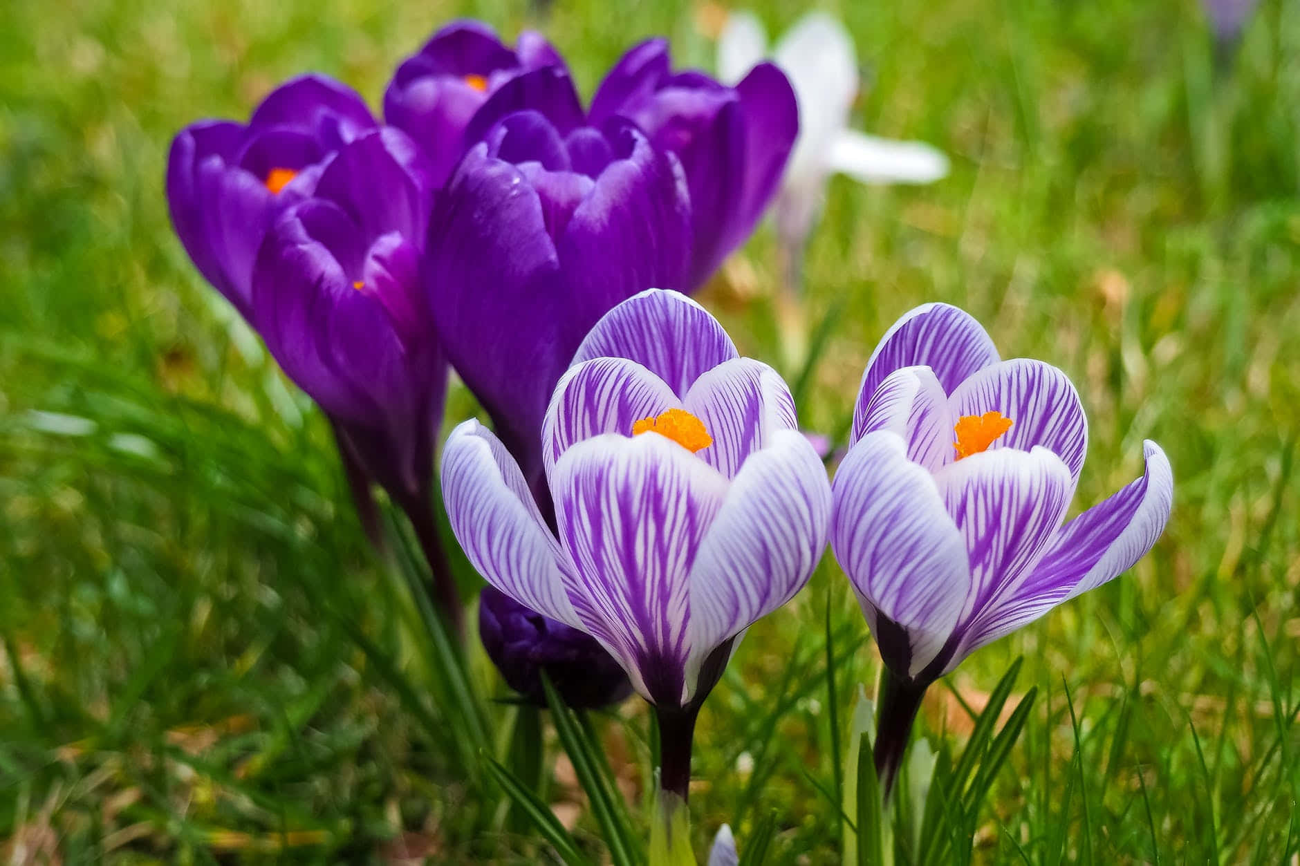 Glädjefulltomgiven Av Färgglada Blommor