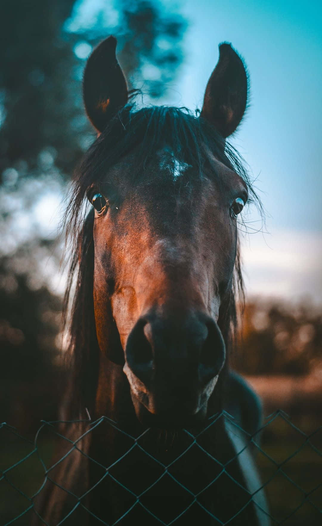 Hermosafoto Del Rostro De Un Caballo