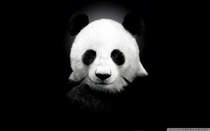 Black And White Beautiful Panda Wallpaper