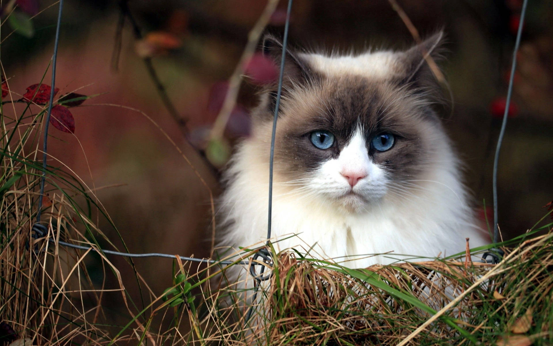 Blue Eyed Furry Cat Wallpaper