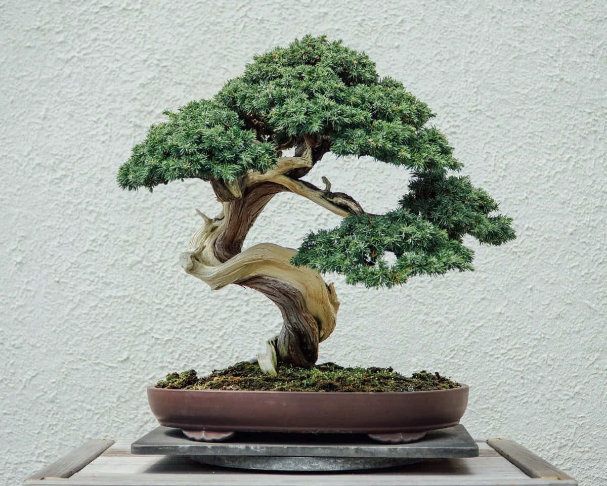 Umaárvore Bonsai Está Sentada Em Uma Mesa.