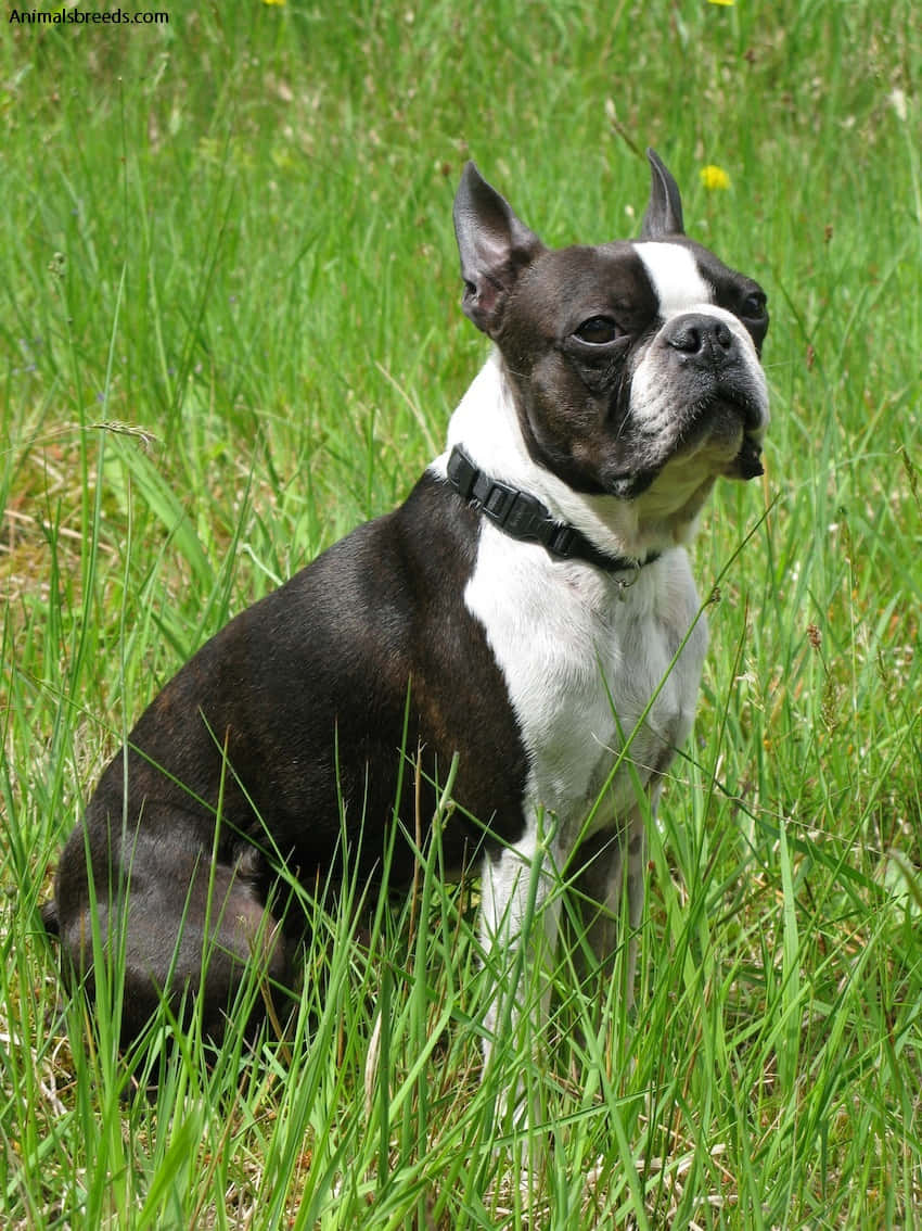 Imagende Un Boston Terrier, Perro Saludable.