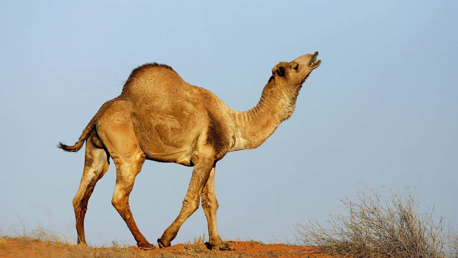 Explore the Desert with a Camel