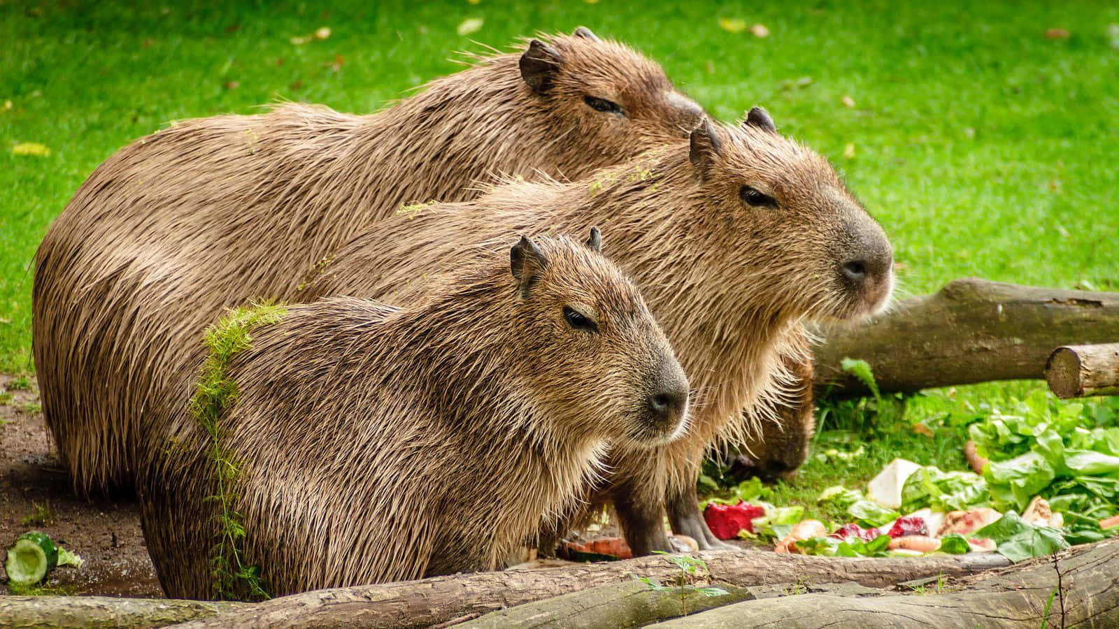 Capibarasen El Zoológico