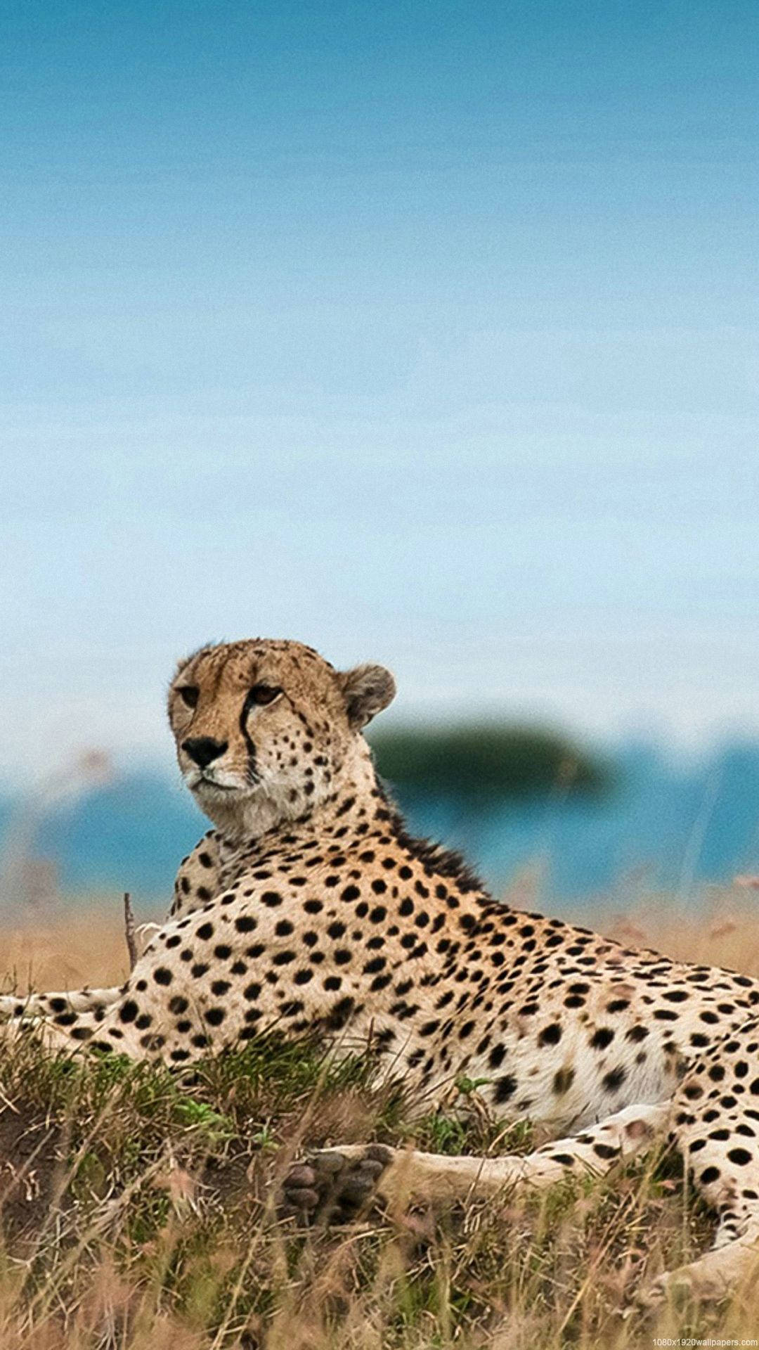 Cheetah Africa iPhone Wallpaper