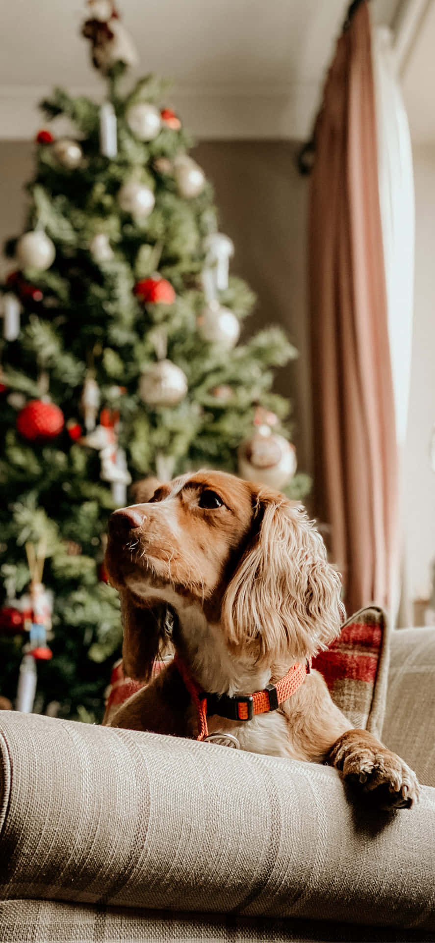 Christmas Dog Laying On Couch Wallpaper