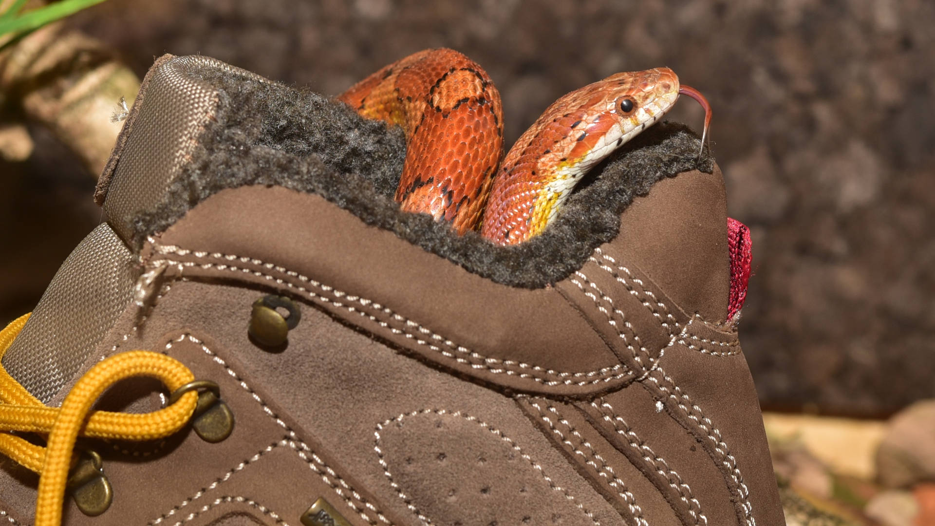 Curious Corn Snake Exploring a Shoe Wallpaper