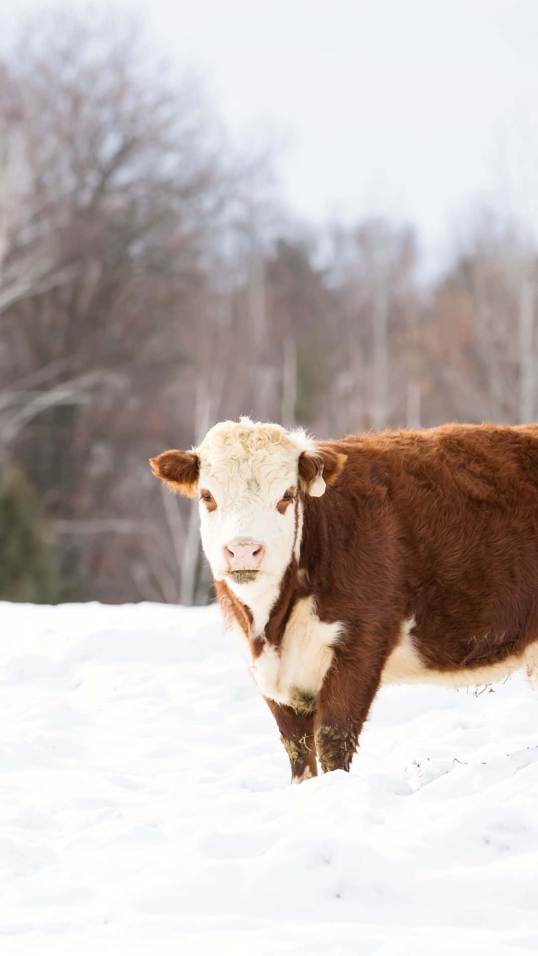 A Cow Standing In The Snow Wallpaper