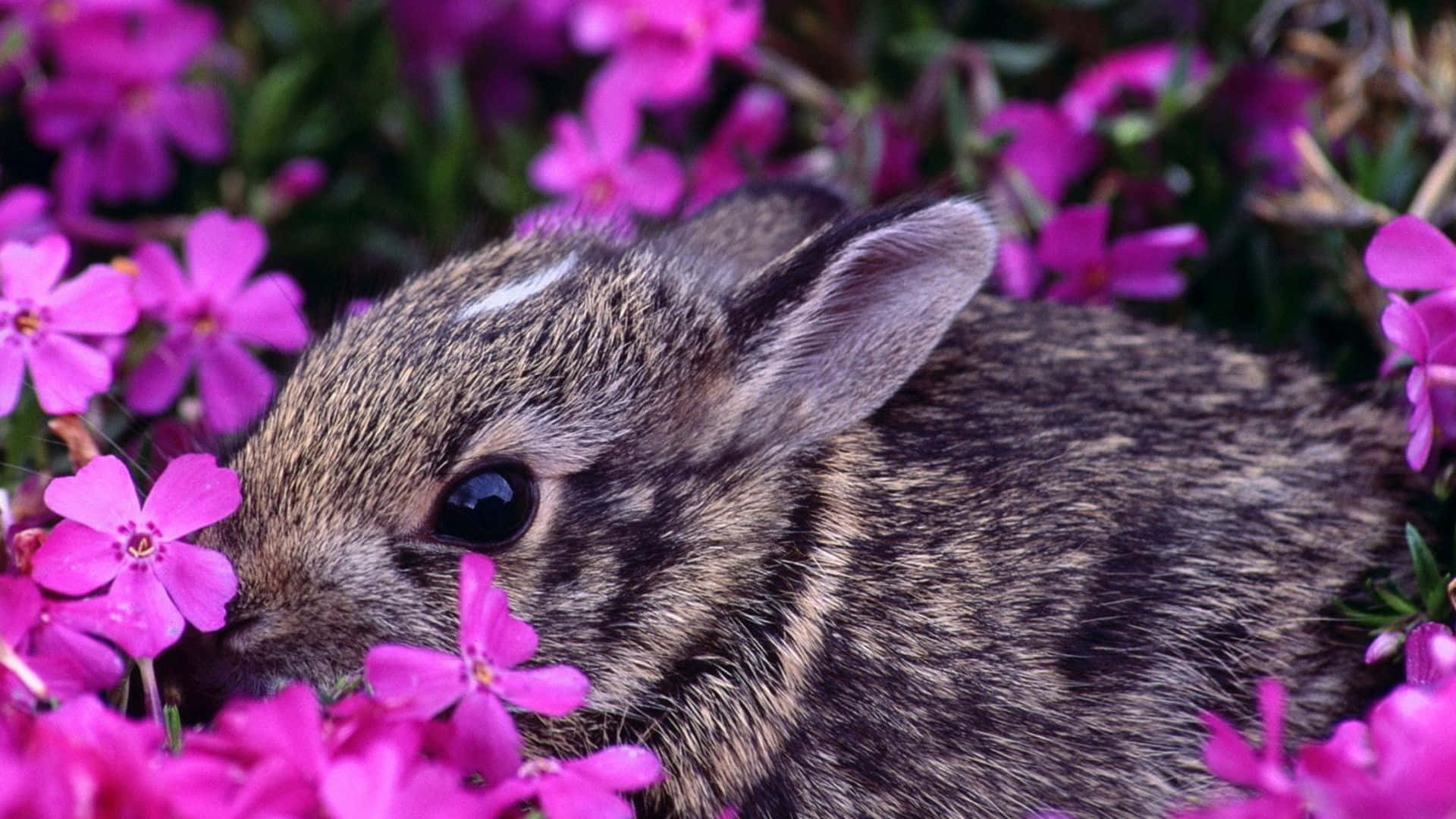 Imagende Un Lindo Conejo Negro Animal