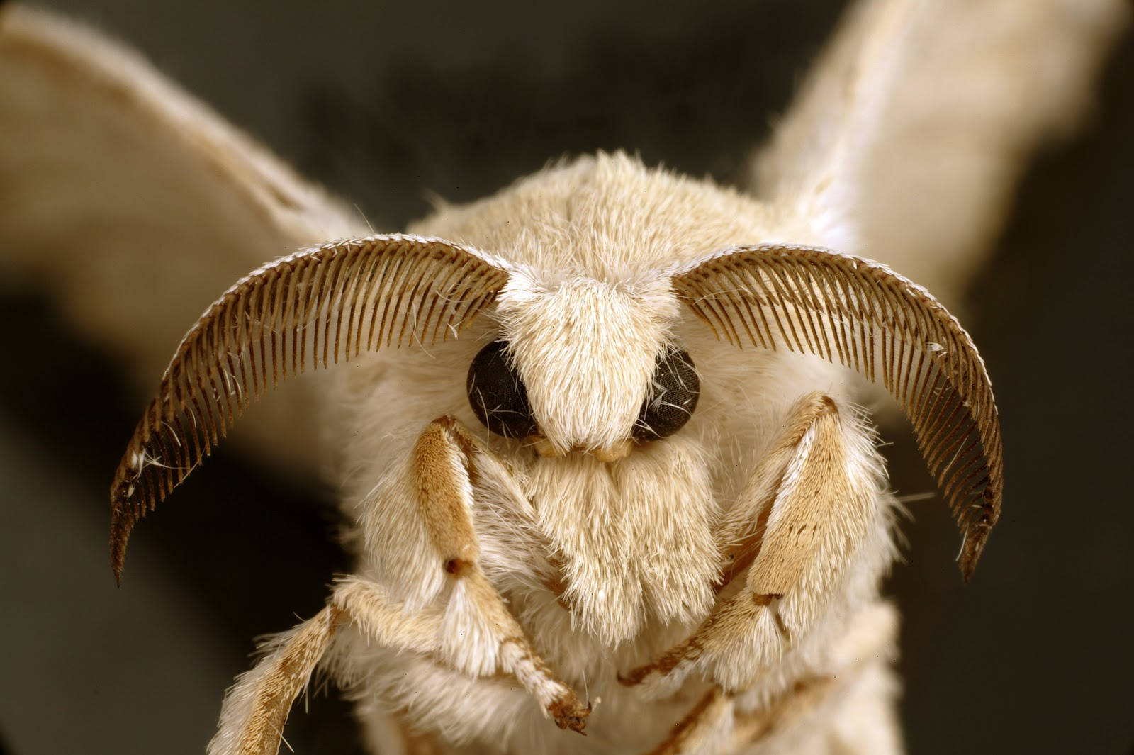 Cute Fuzzy White Poodle Silkmoth Wallpaper