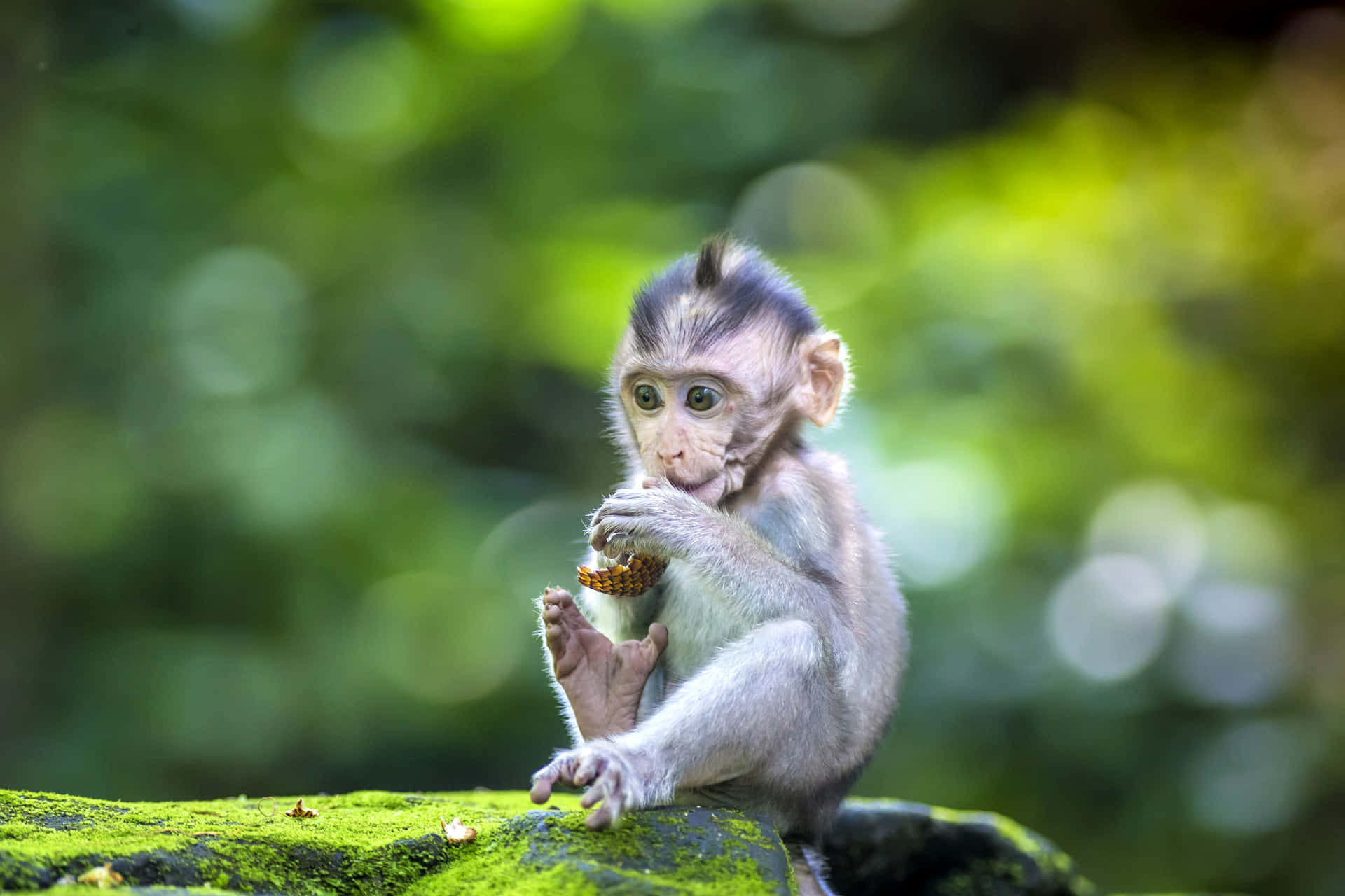 Sorria,um Macaco Fofo Está Aqui!