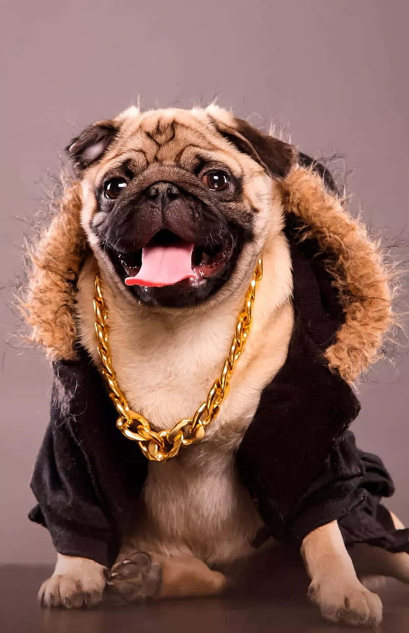 Pug Lucu Mengenakan Rantai Emas Wallpaper