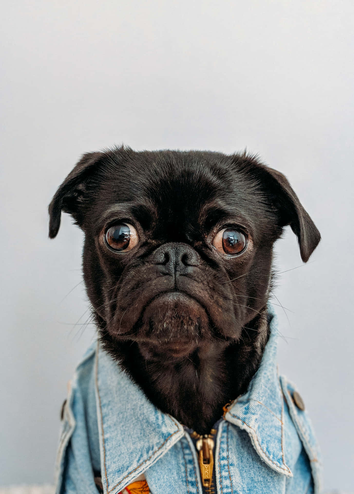 Pug Lucu Mengenakan Kemeja Denim Wallpaper