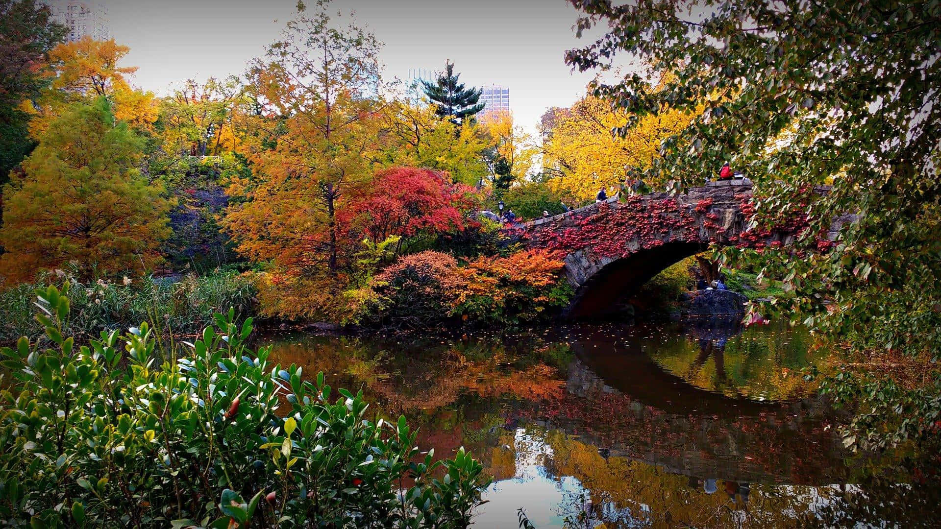 Vibrant Fall Foliage in a Tranquil Forest Wallpaper