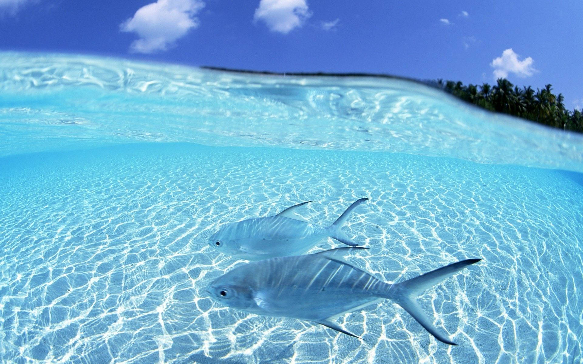 Unpescador En El Paraíso Fondo de pantalla