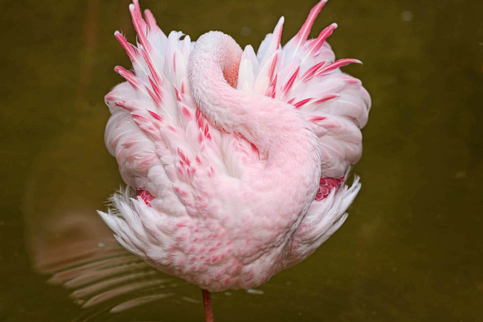 Zeigensie Ihren Einzigartigen Stil Mit Einem Flamingo-laptop! Wallpaper