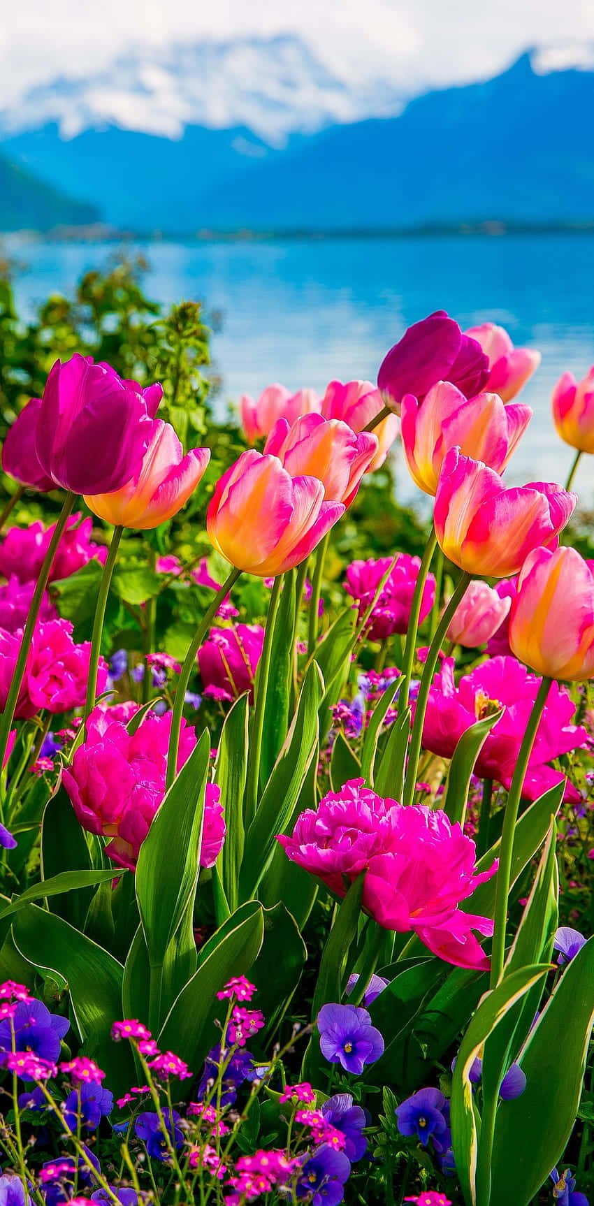 Floresnaturaleza Céspedes Verdes Fondo de pantalla