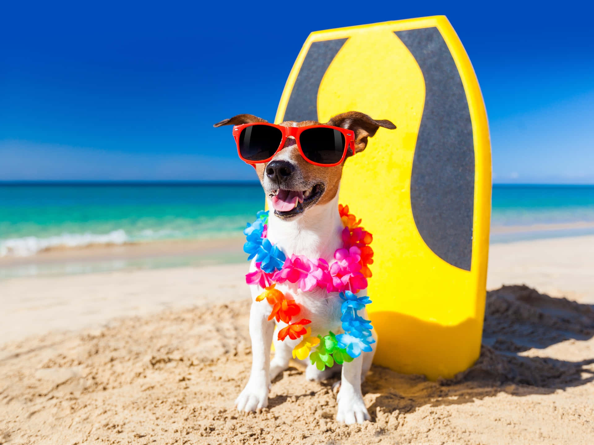 Roligbild På Strandhund Med Blomsterkrans Som Bakgrundsbild Till Dator Eller Mobil.