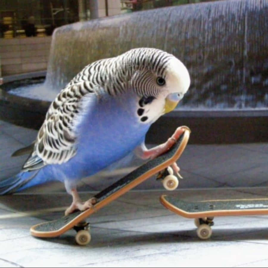 Lustigesskateboard Vogel Bild