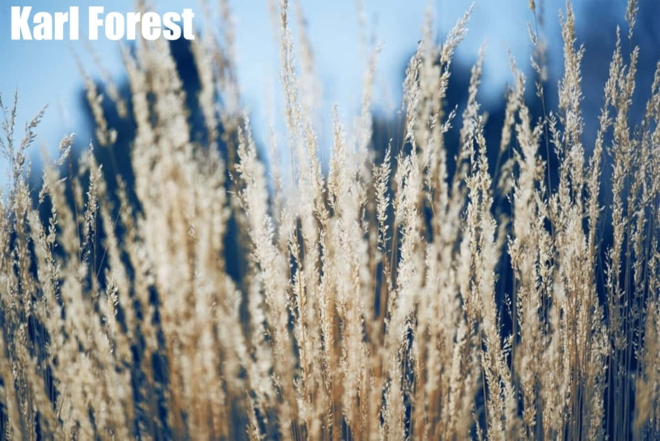 Grass Identification Karl Foerster Plant Photography Picture