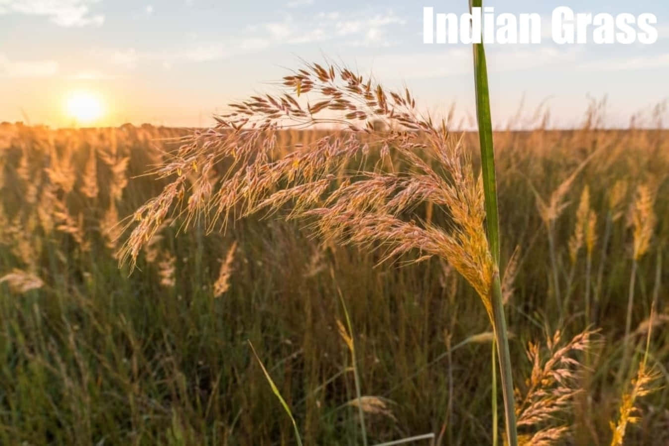 Grass Identification Indian Plant Photography Picture