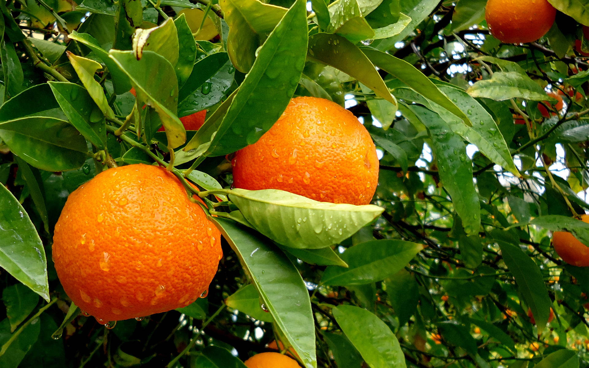 Green Leaves And Oranges Wallpaper