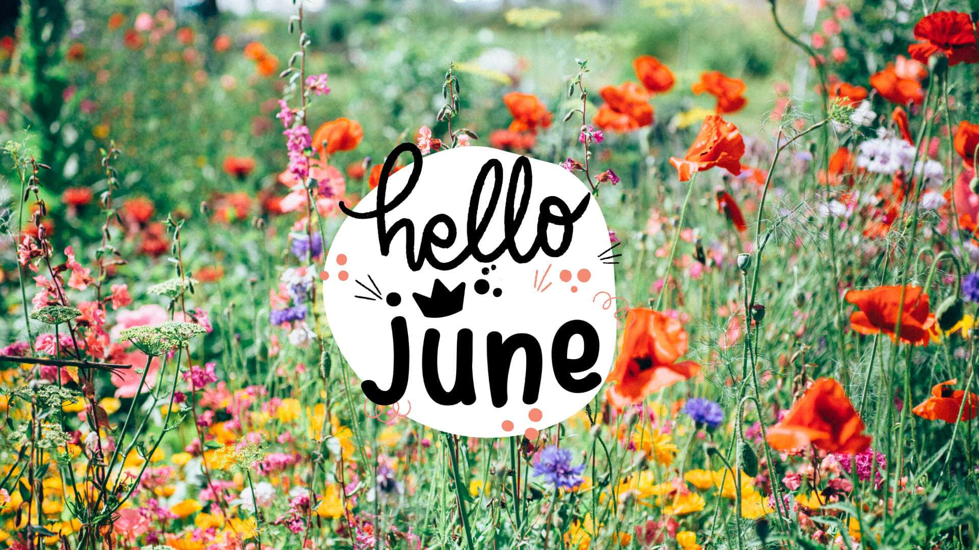 hello june in the field of flowers Wallpaper