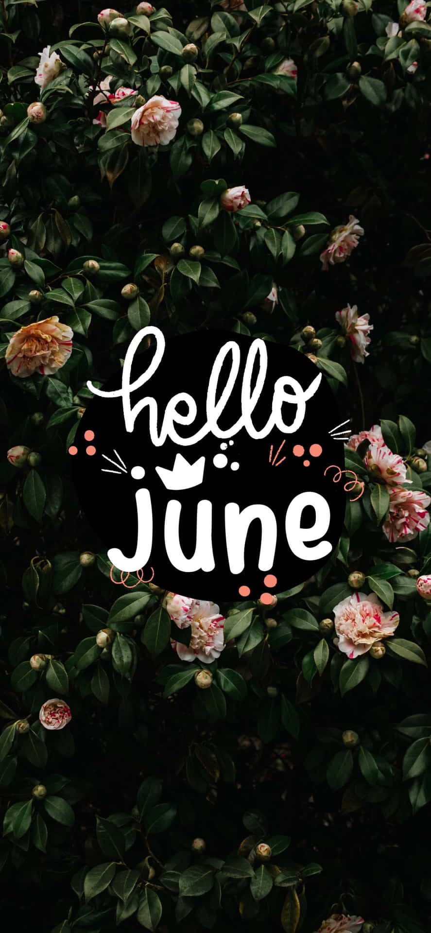 hello june wallpaper Wallpaper