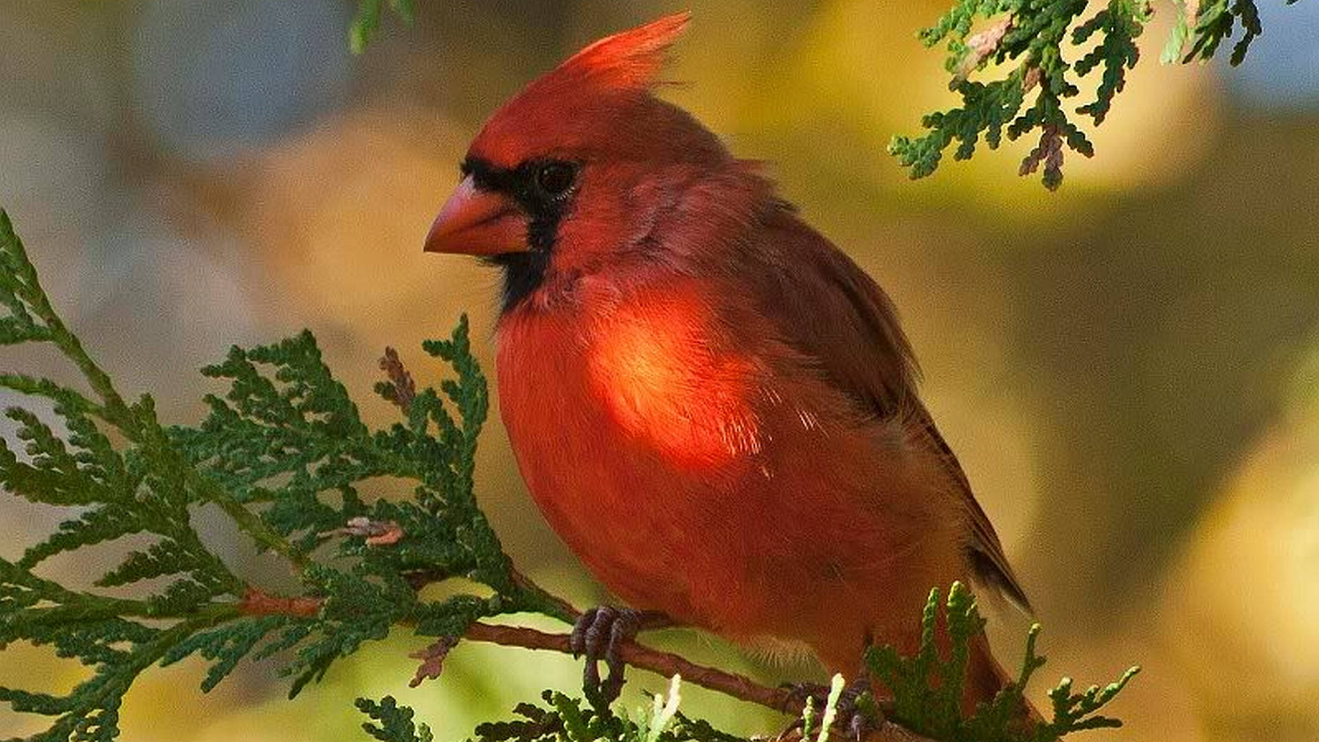 Hiding Cardinal Wallpaper