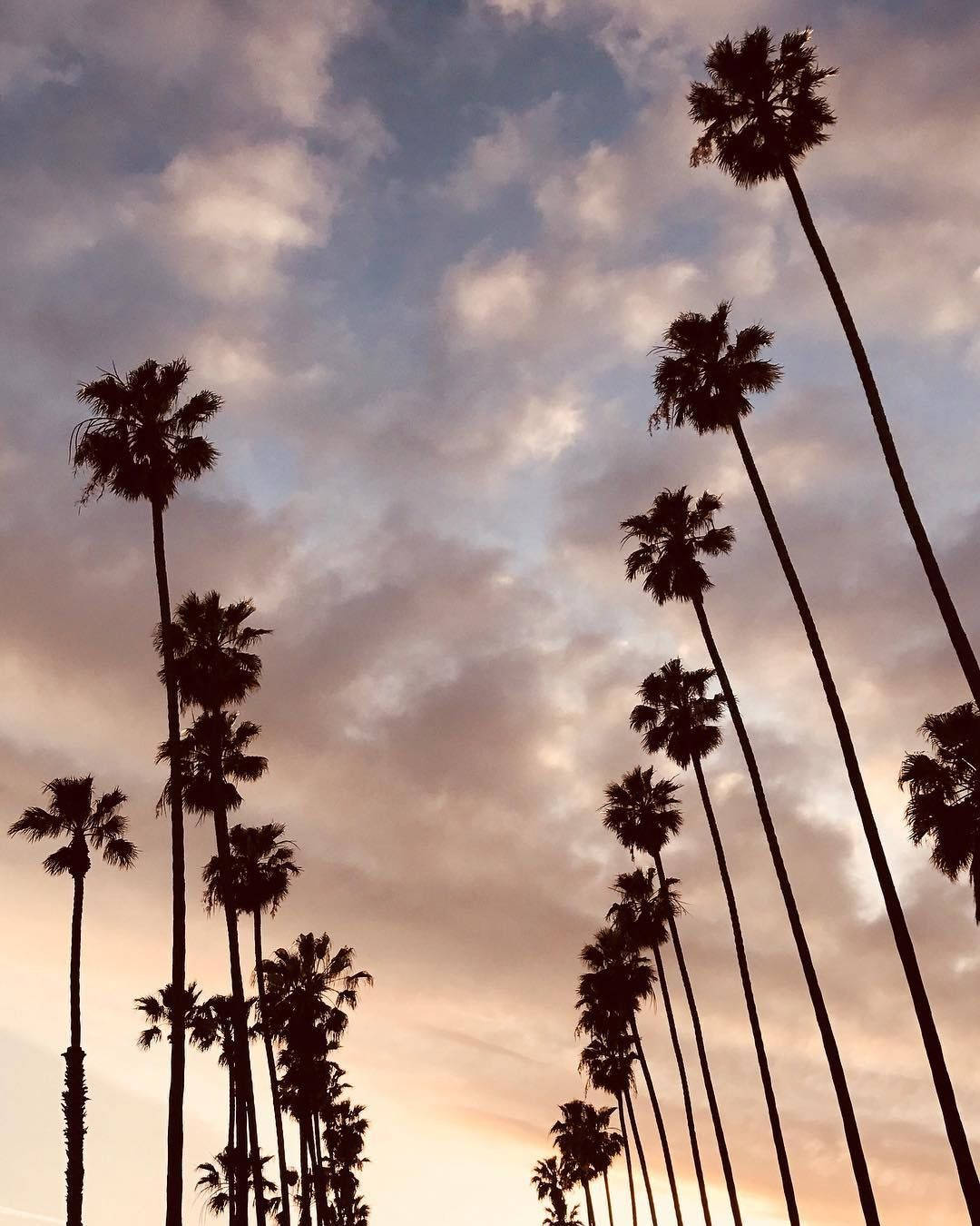 Hollywood Palm Trees Summer Vibes Wallpaper