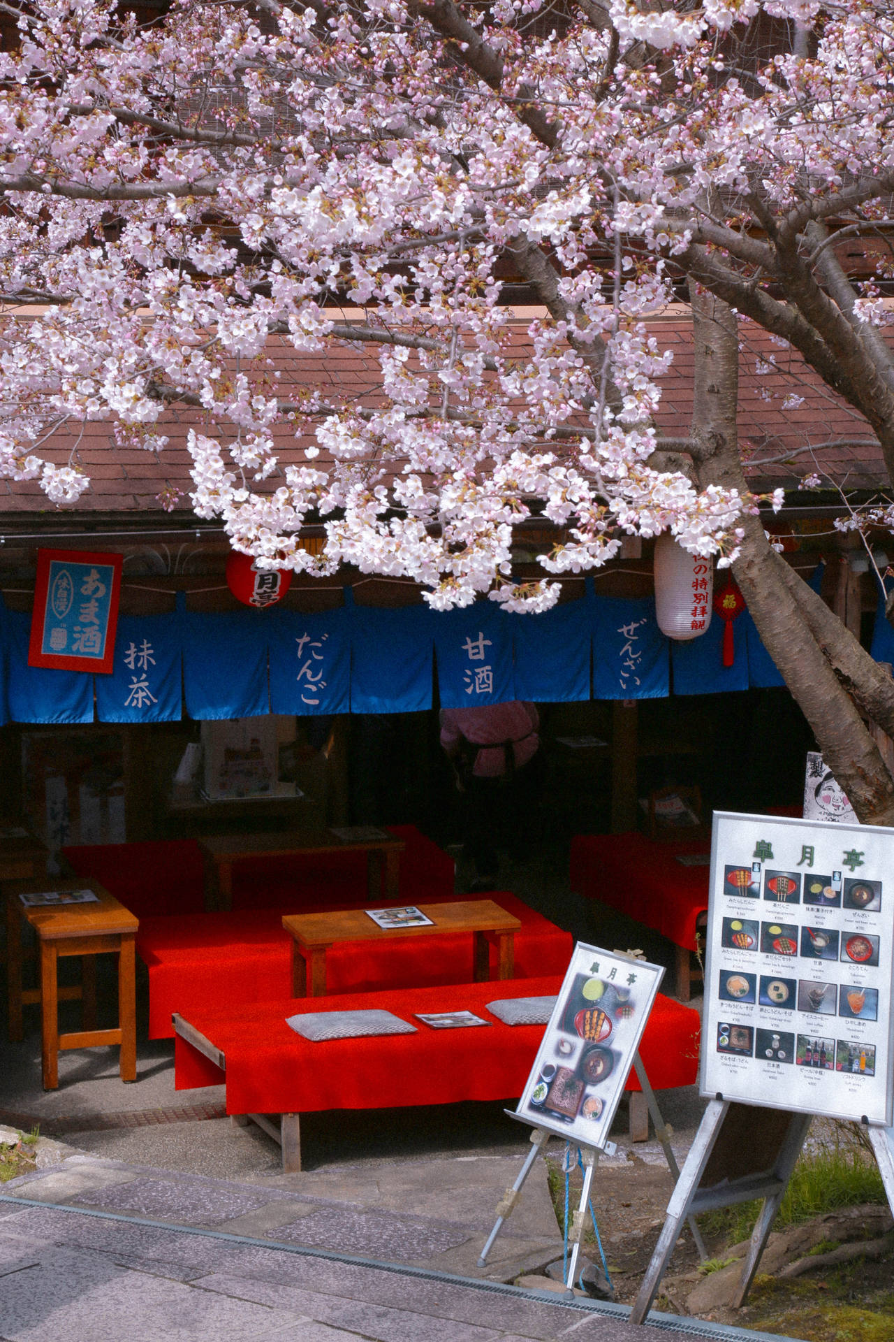 Enjoying a Colorful Spring in Japan Wallpaper