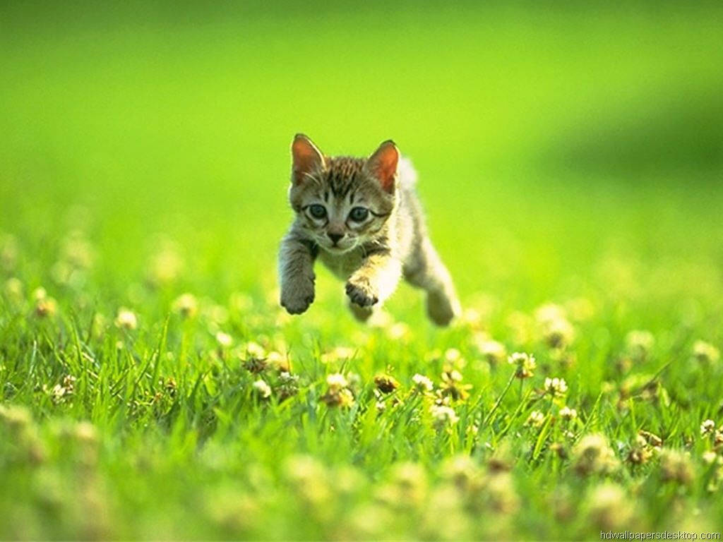 Gatitojugando Al Aire Libre. Fondo de pantalla