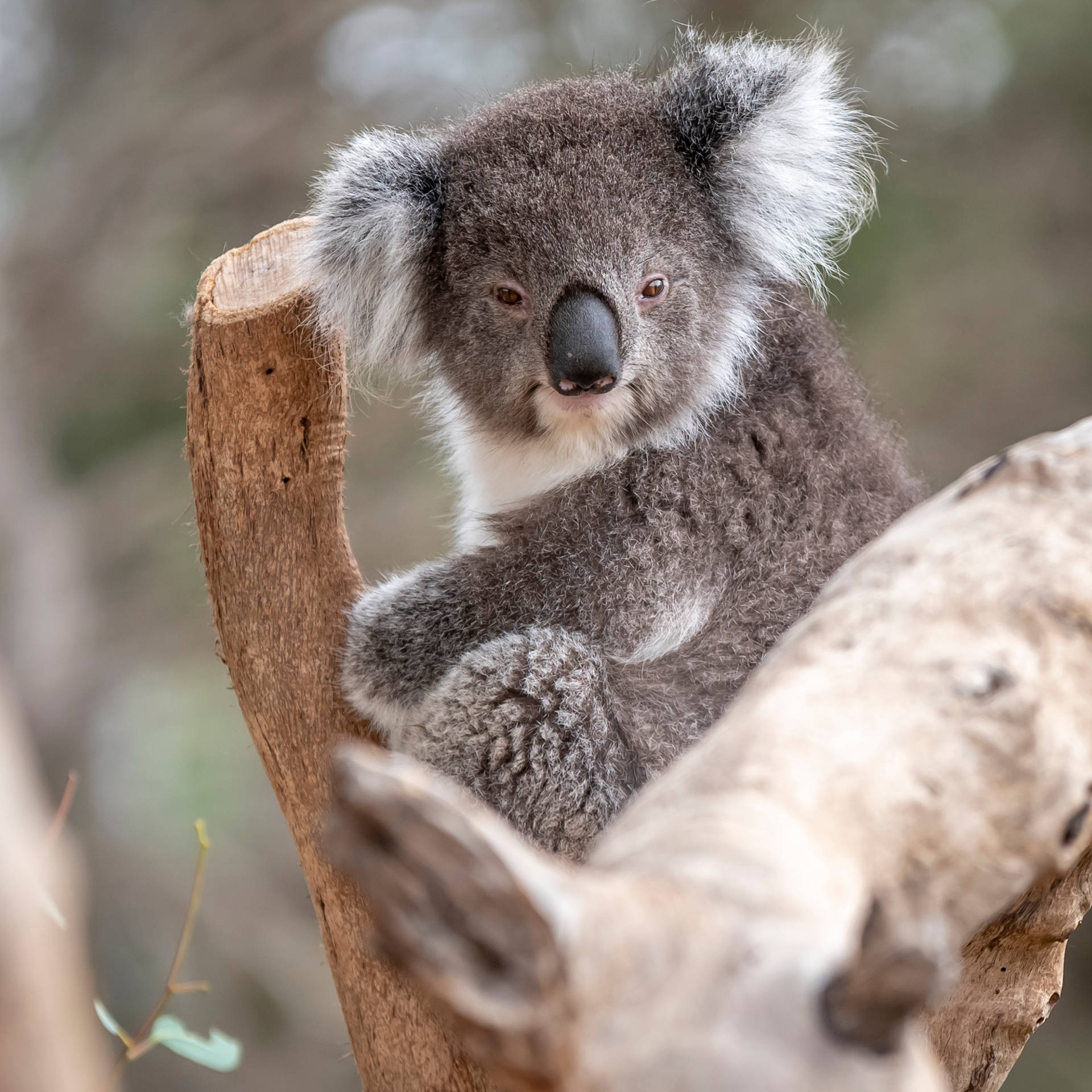 Koalaoso Marsupial Fondo de pantalla