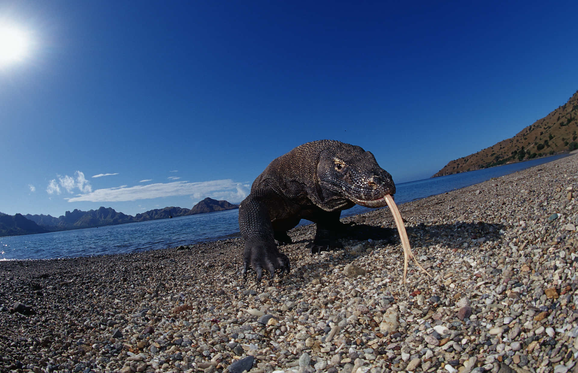 Komodo Dragon In Komodo Island Indonesia Wallpaper