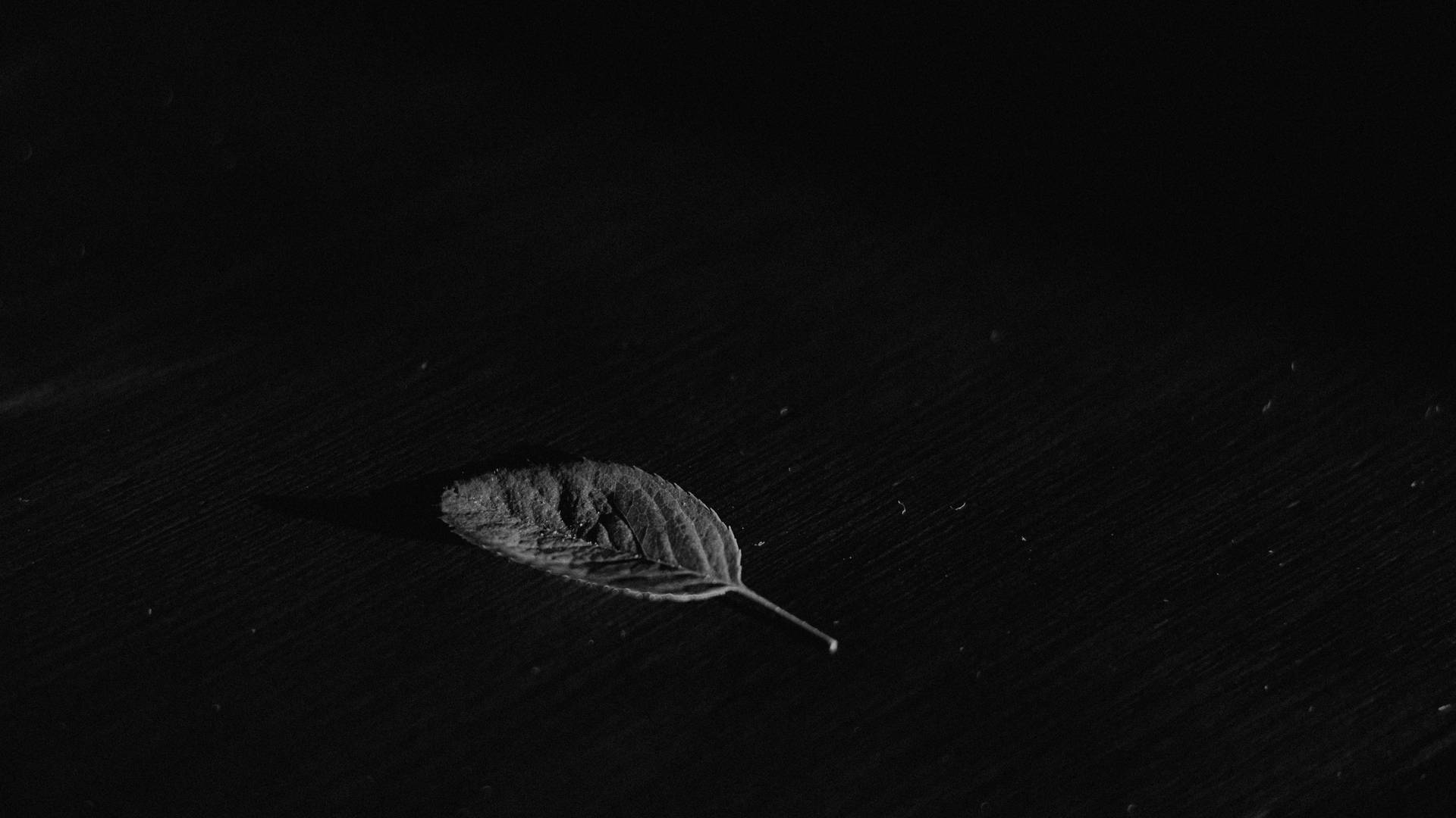 Leaf On Black Screen 4k Wallpaper