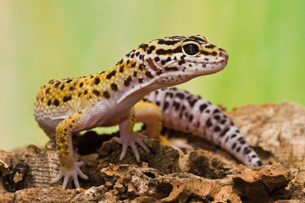 Enleopardgecko Vandrar På En Stenig Yta. Wallpaper