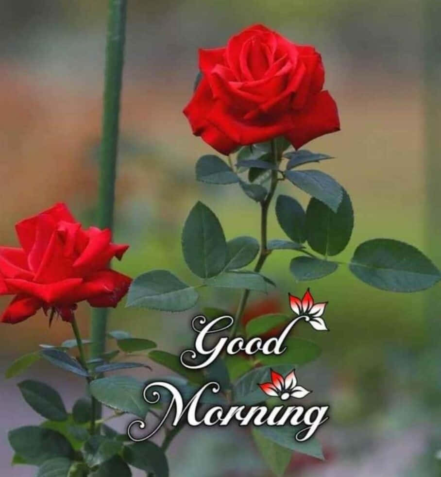 Morning Fresh Red Roses Wallpaper