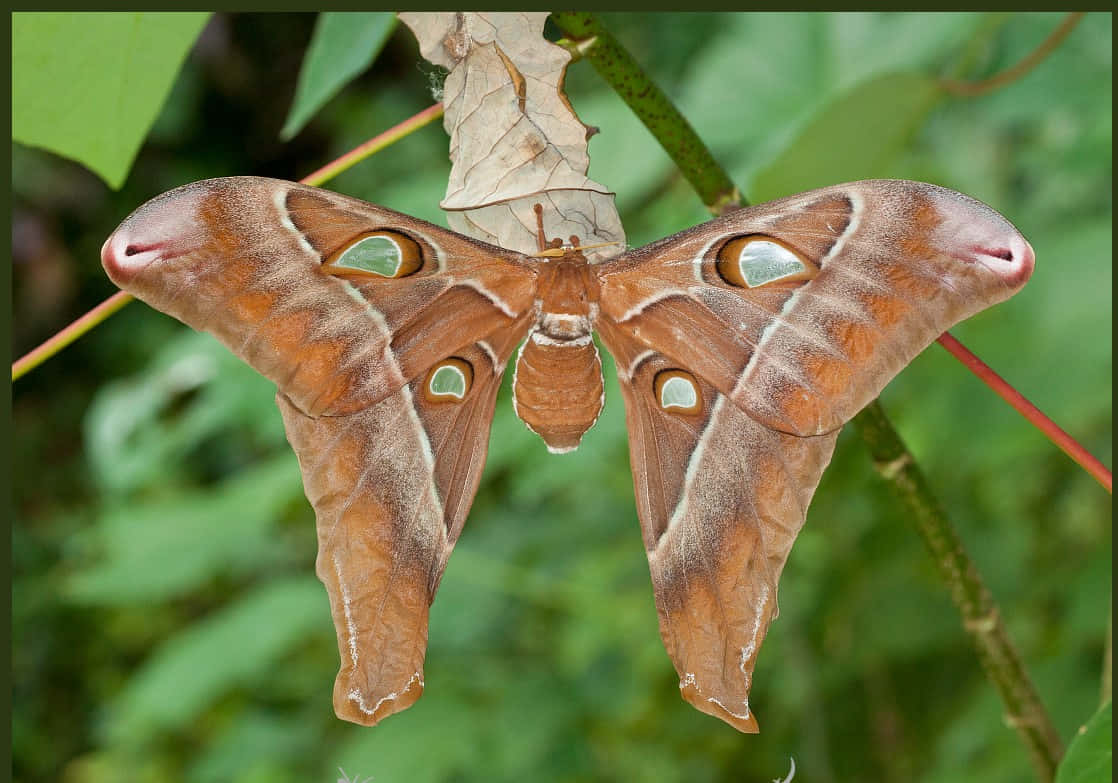 Close-Up of a Moth Wing