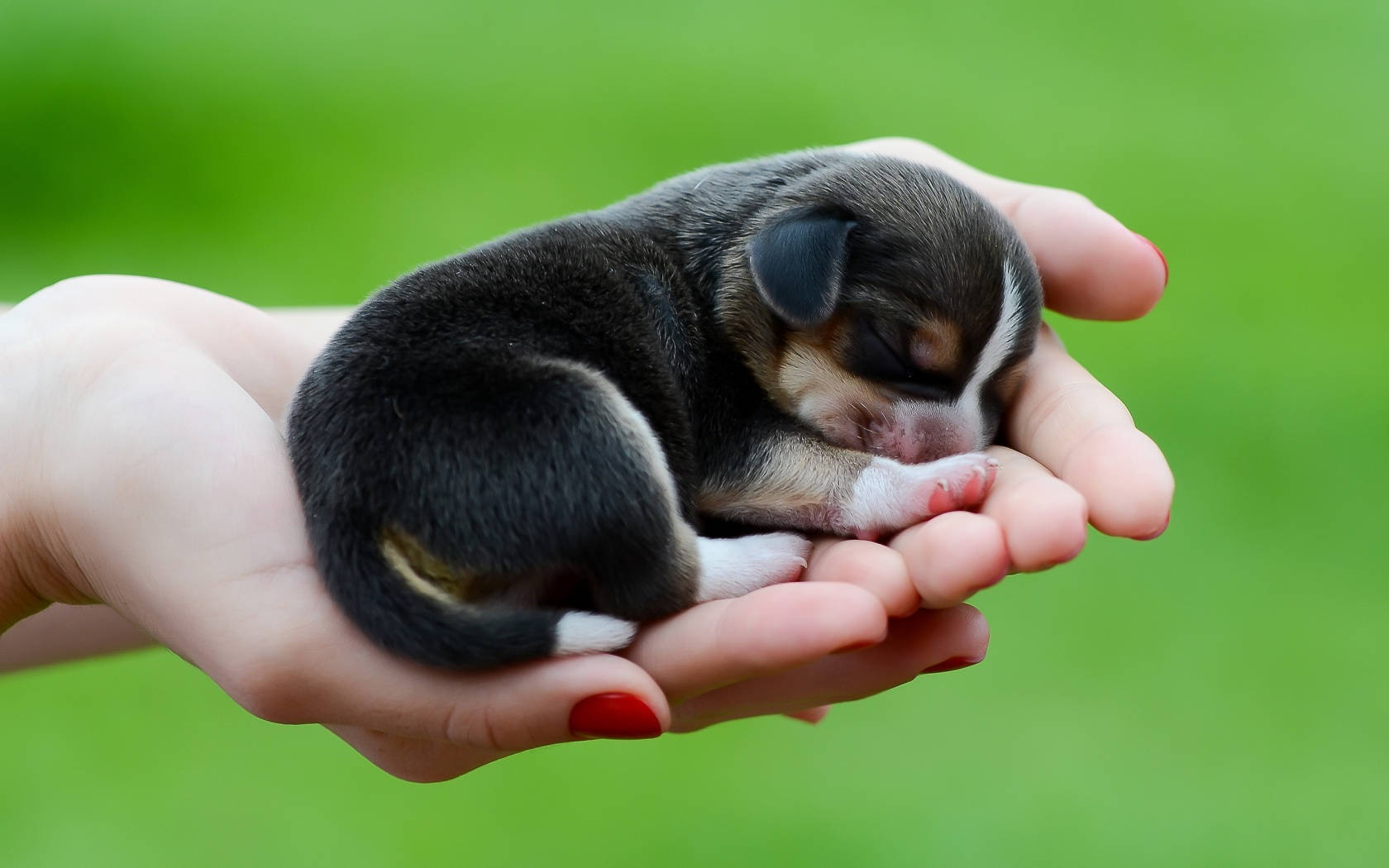 Filhotede Cachorro Recém-nascido Nas Mãos. Papel de Parede