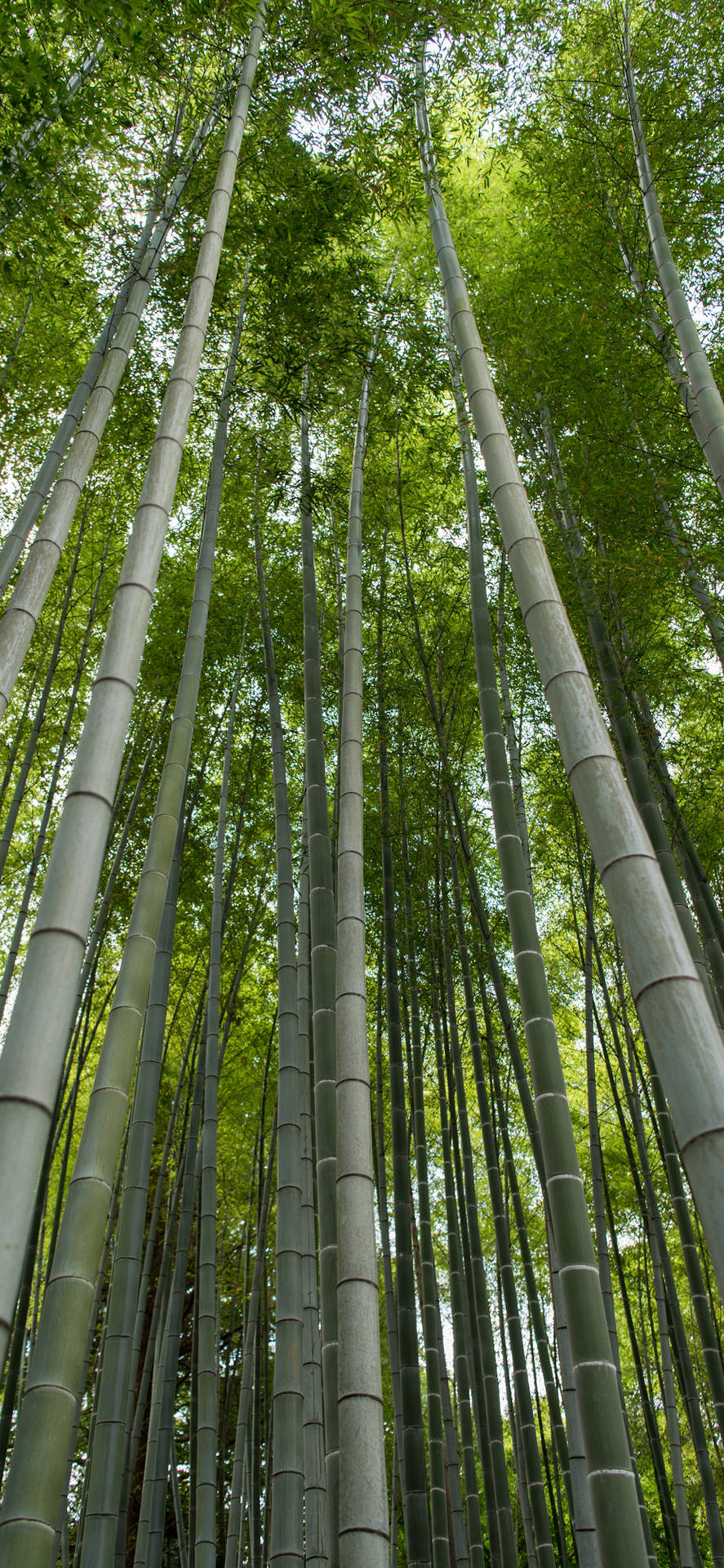 Pale Bamboo Stems Iphone Wallpaper