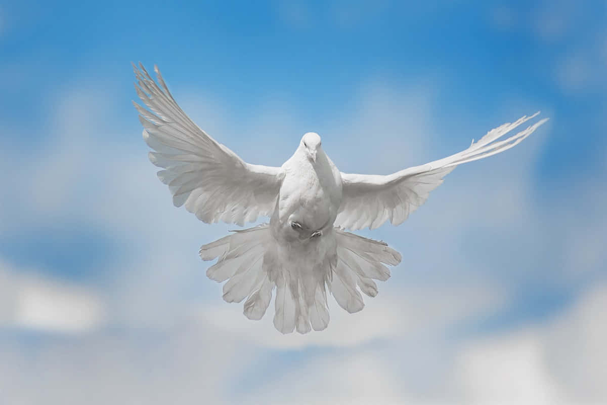 A White Dove Flying In The Sky