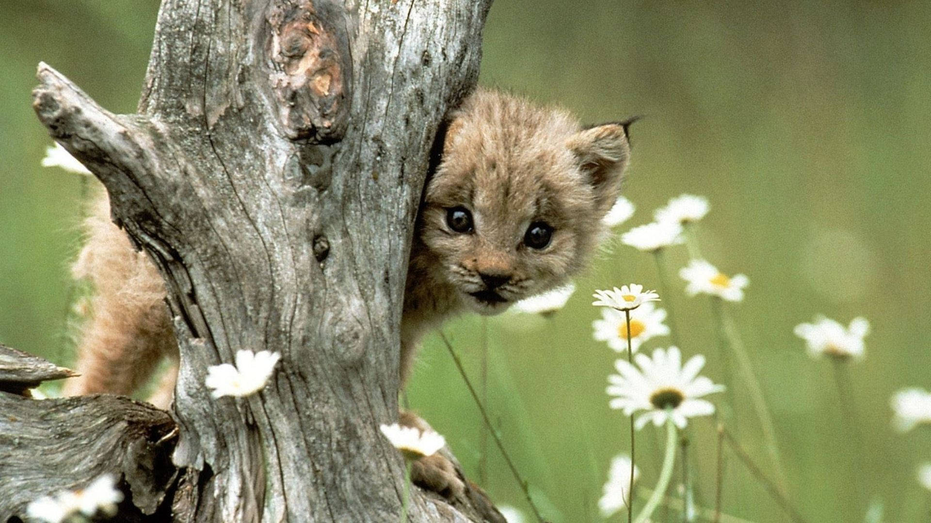 Cheetah Animale Bambino Che Dà Una Occhiata Sfondo