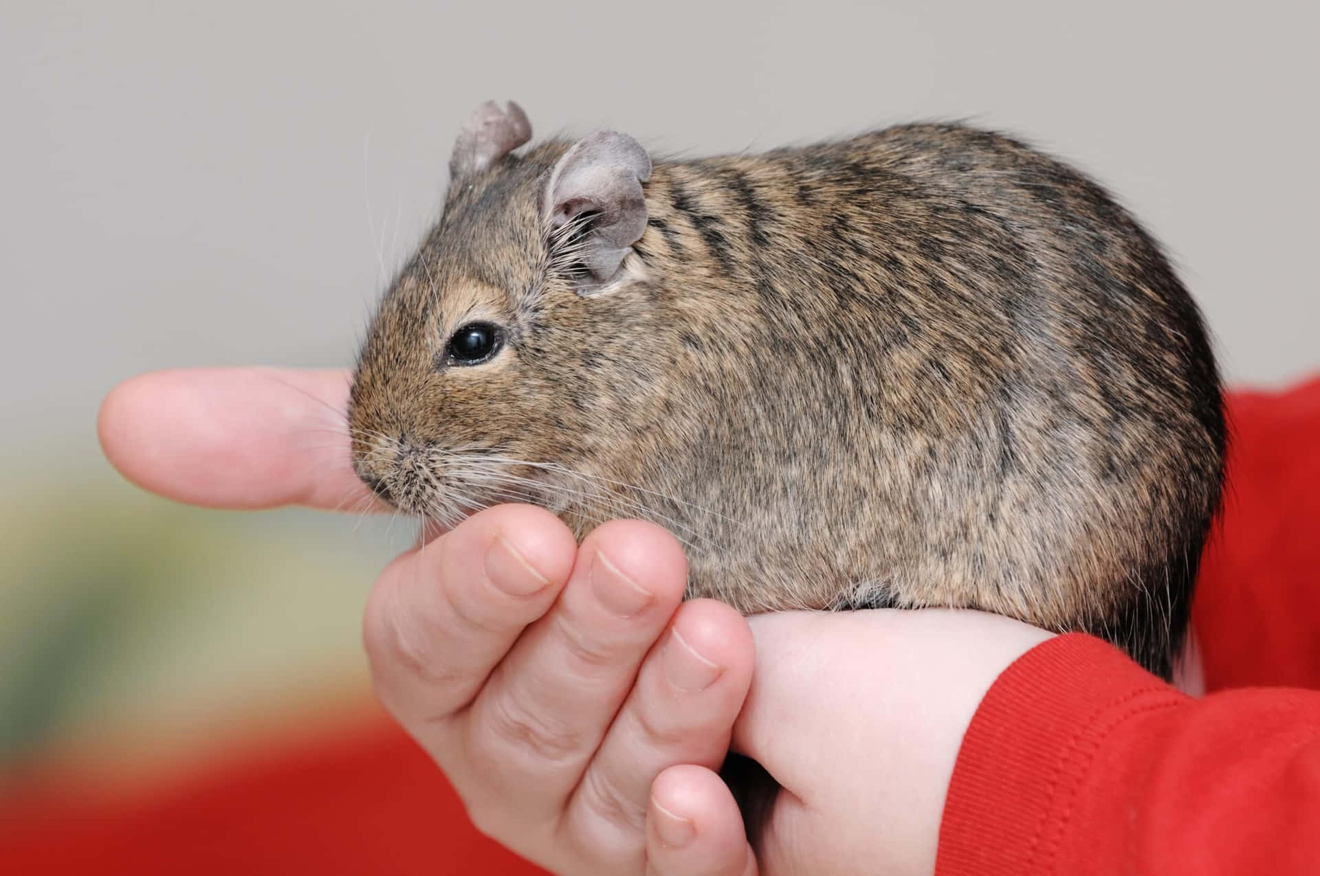 Imagensde Animais De Estimação