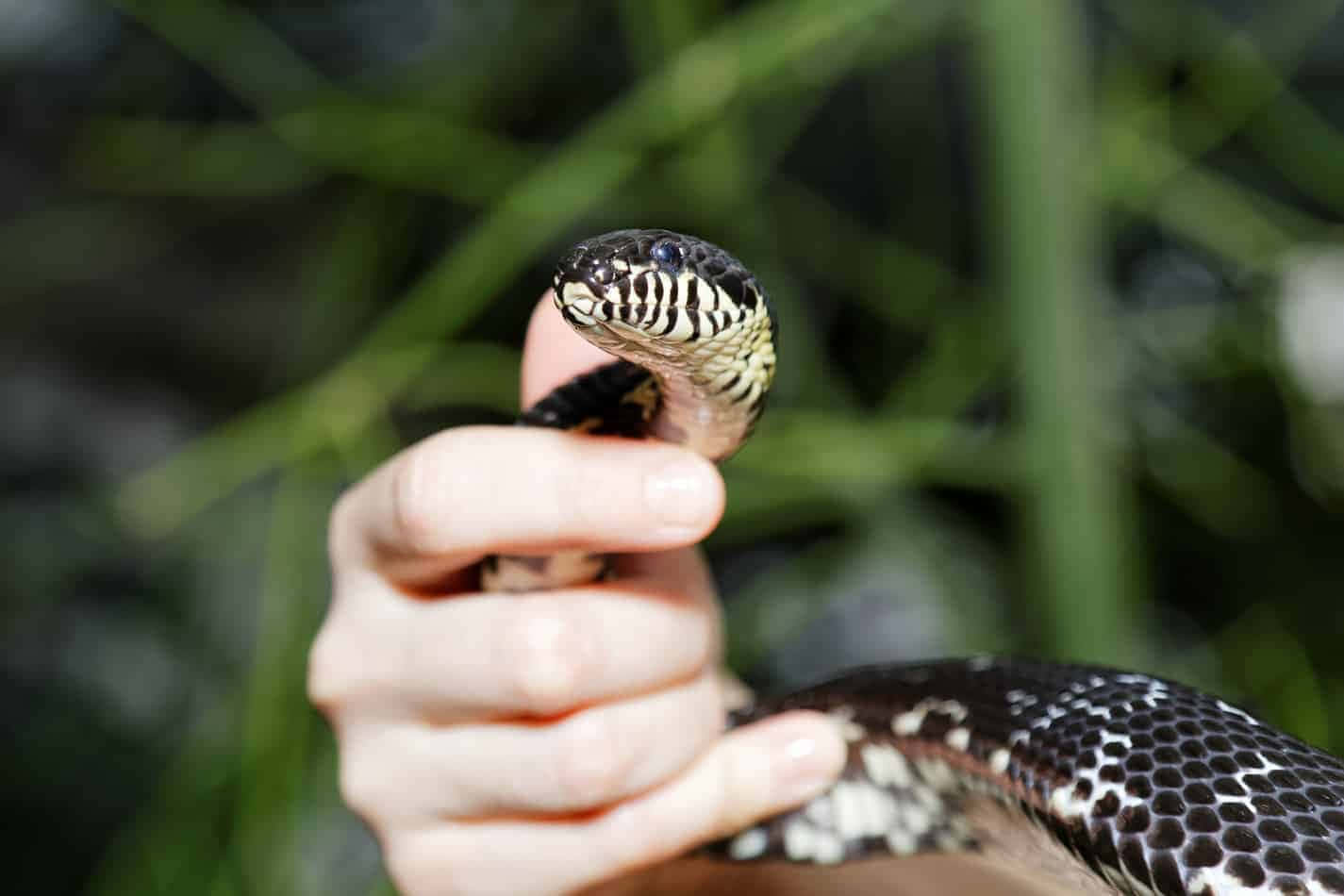 Imagensde Animais De Estimação