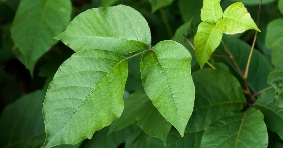 High-Quality Poison Oak Picture