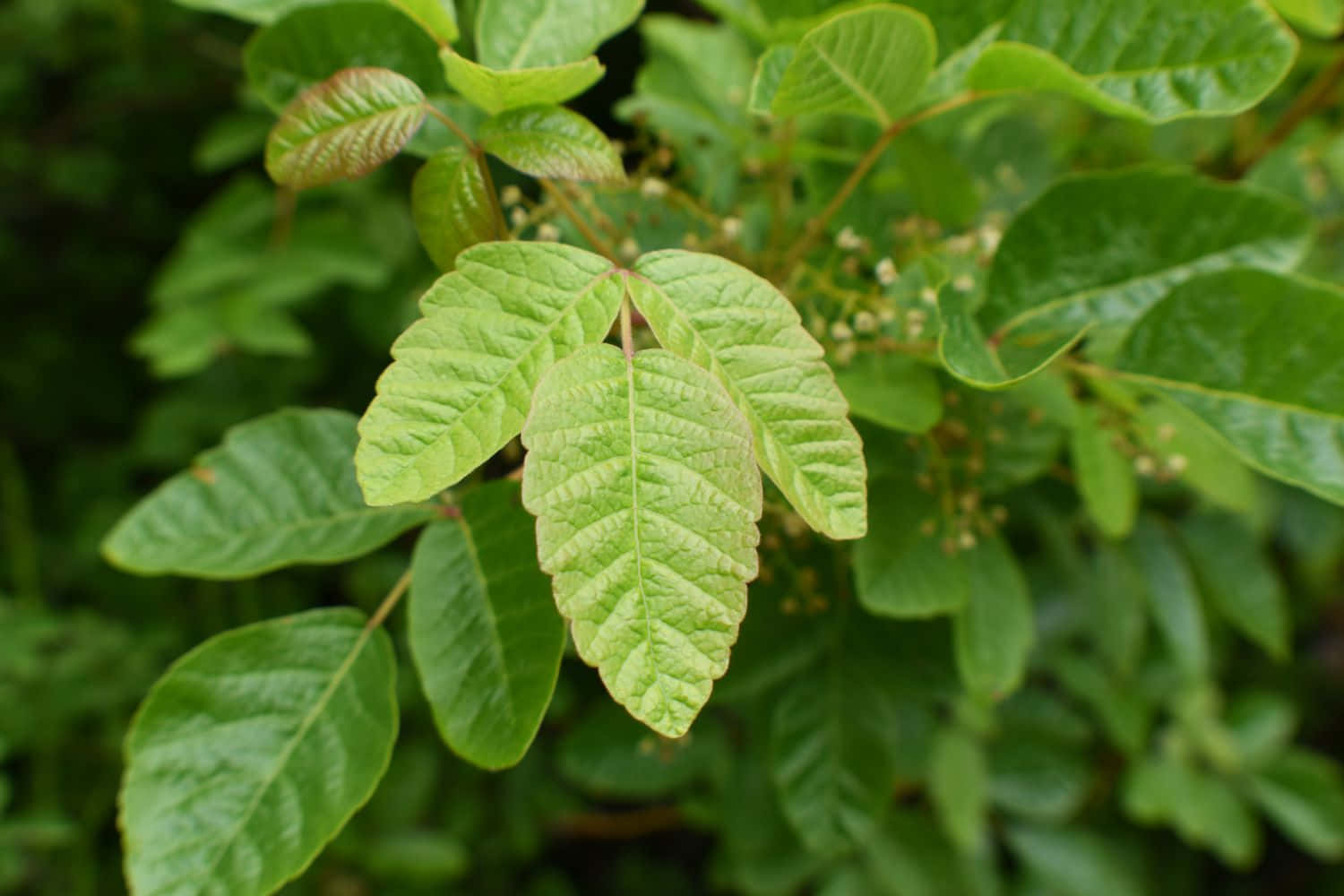 Light Shade Poison Oak Picture