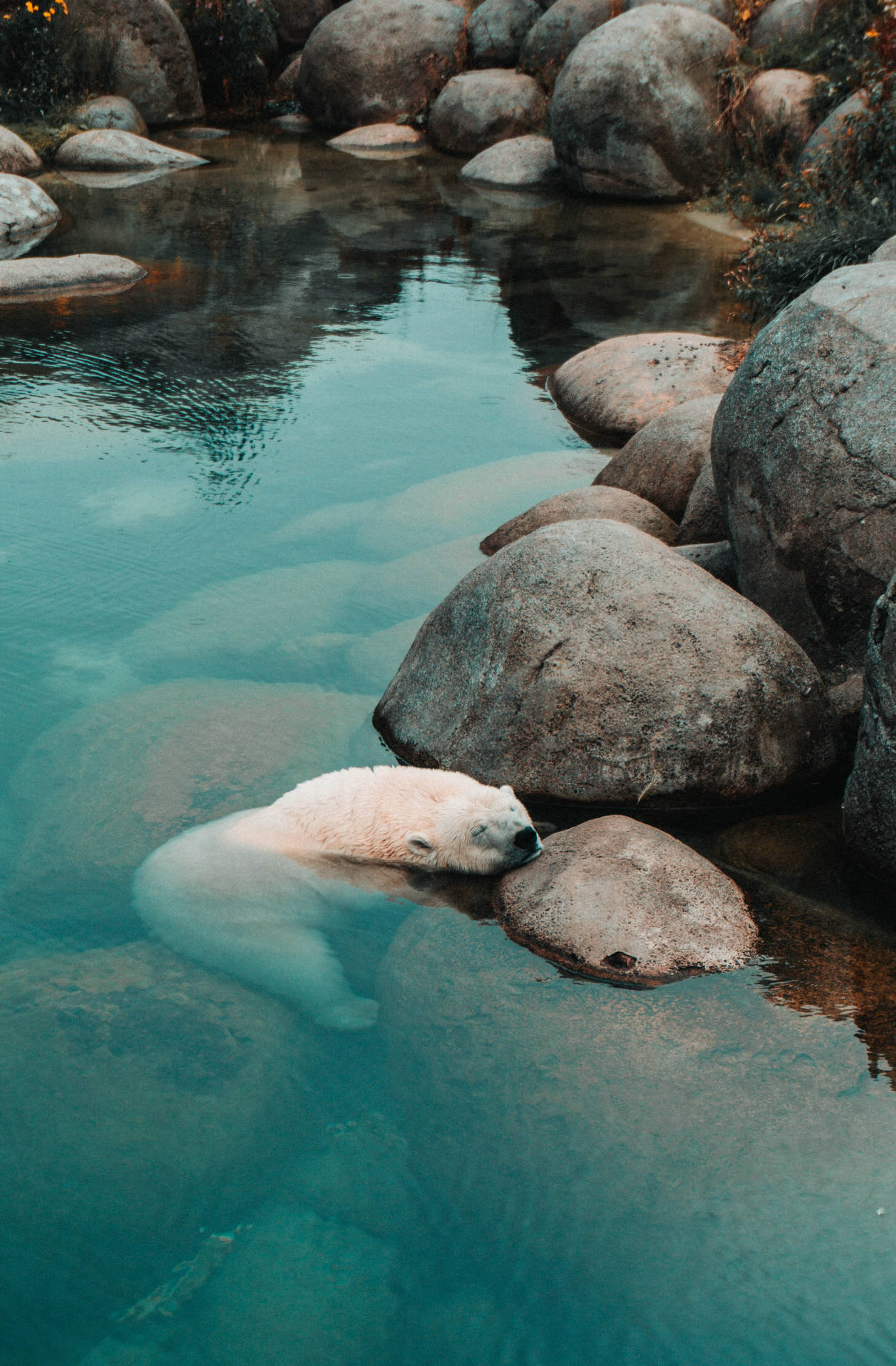 Eineisbär, Der Auf Einem Großen Stein Ruht. Wallpaper